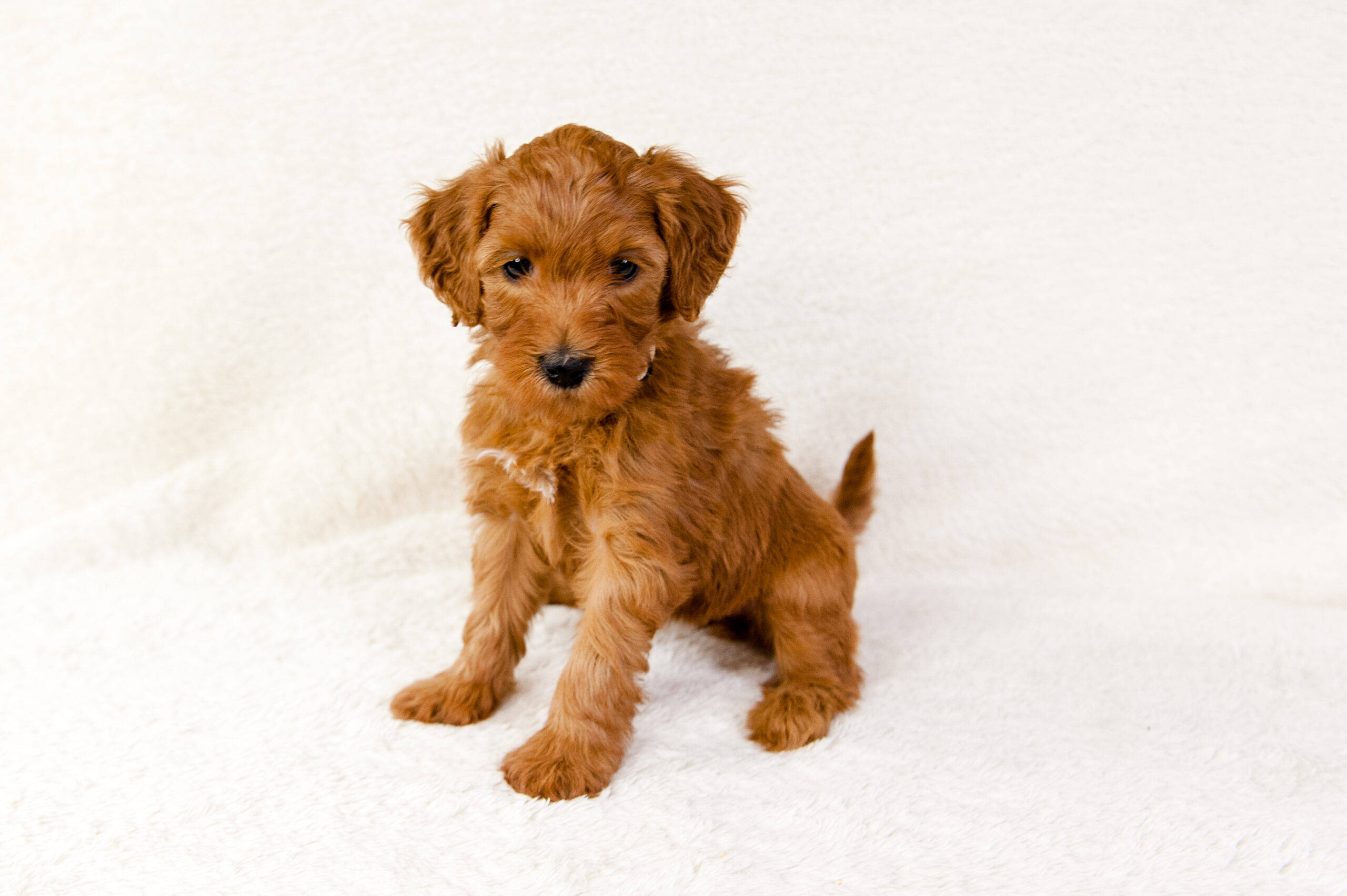 Ultimate Puppy Guide for Mini Goldendoodles