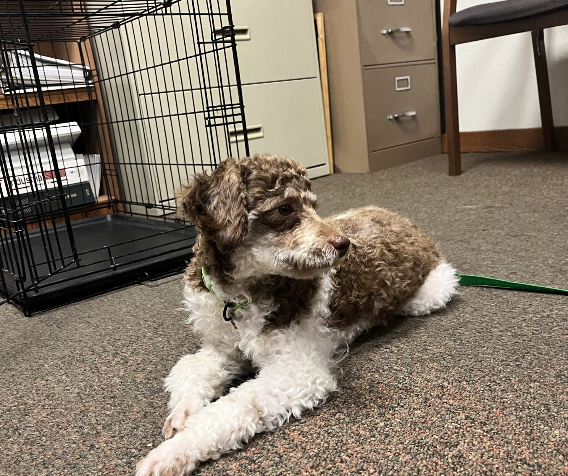 How to crate train a puppy