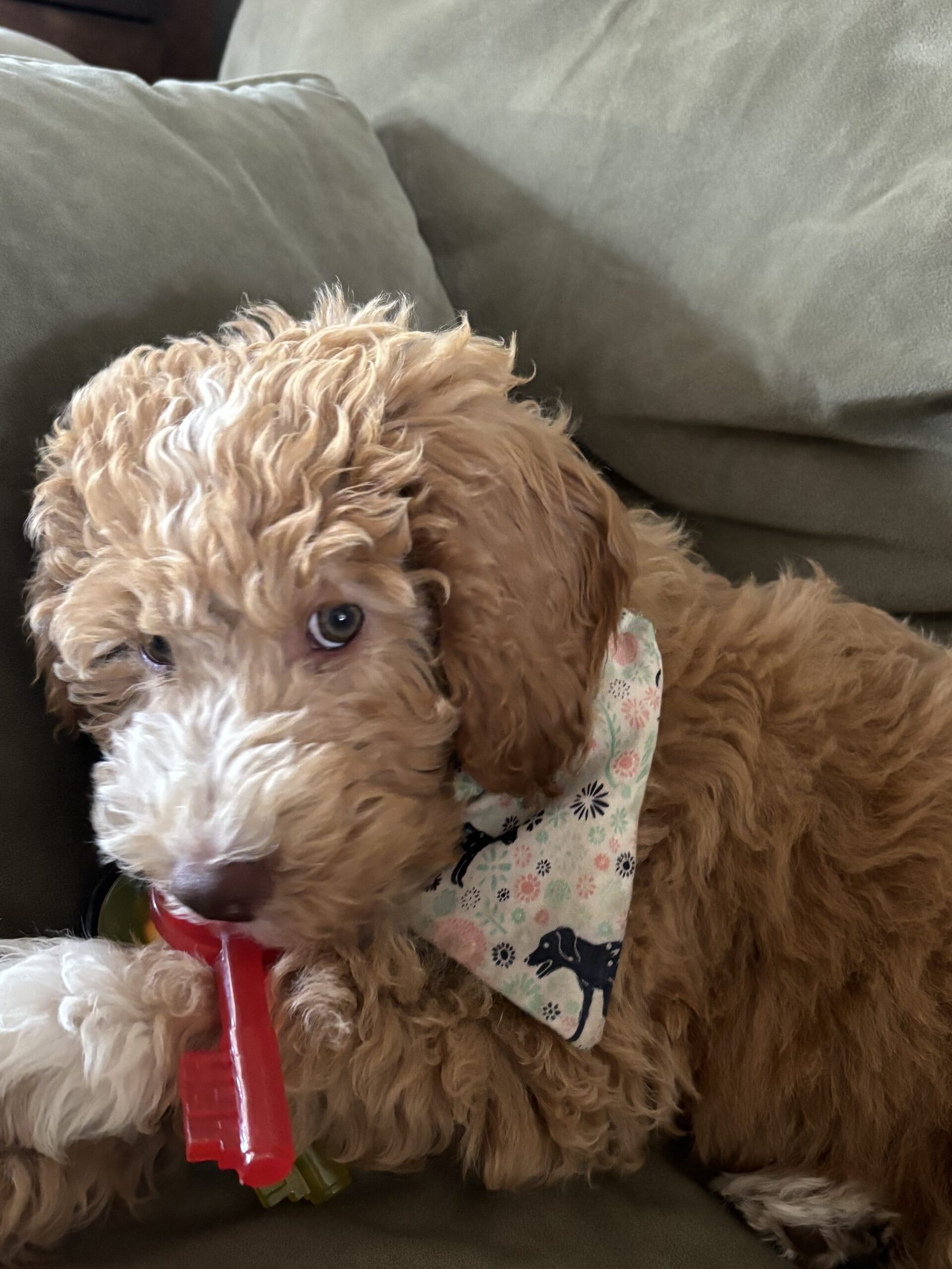 Goldendoodle Puppy relaxing at home