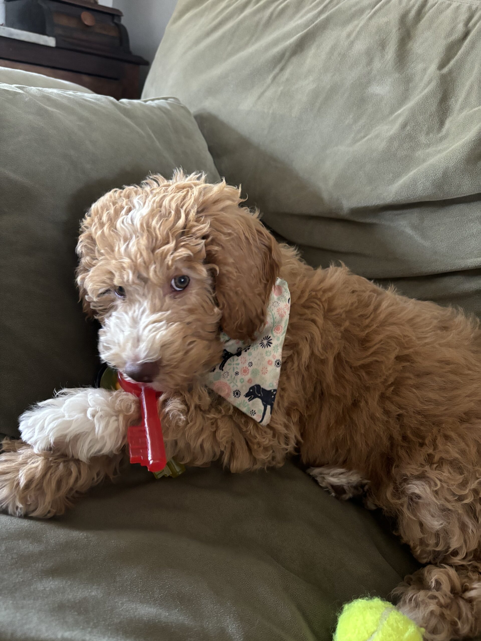 Goldendoodle Puppy relazing at home