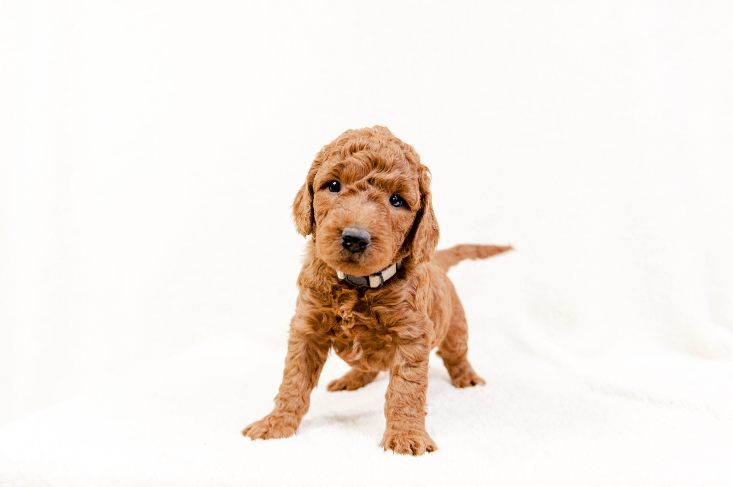 Mini Goldendoodle Puppy - Ready for fun