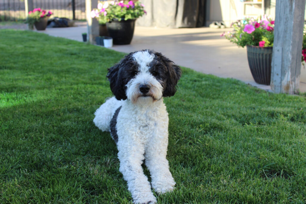 F1b goldendoodle with wavy/curly coat