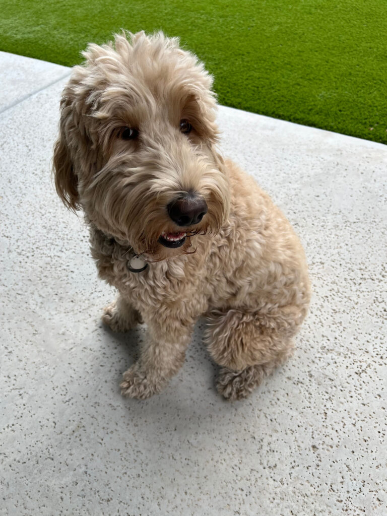 F1 goldendoodle with furnishings and wavy coat