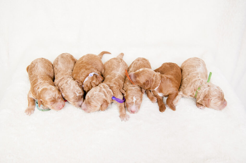 Newborn Mini Goldendoodles