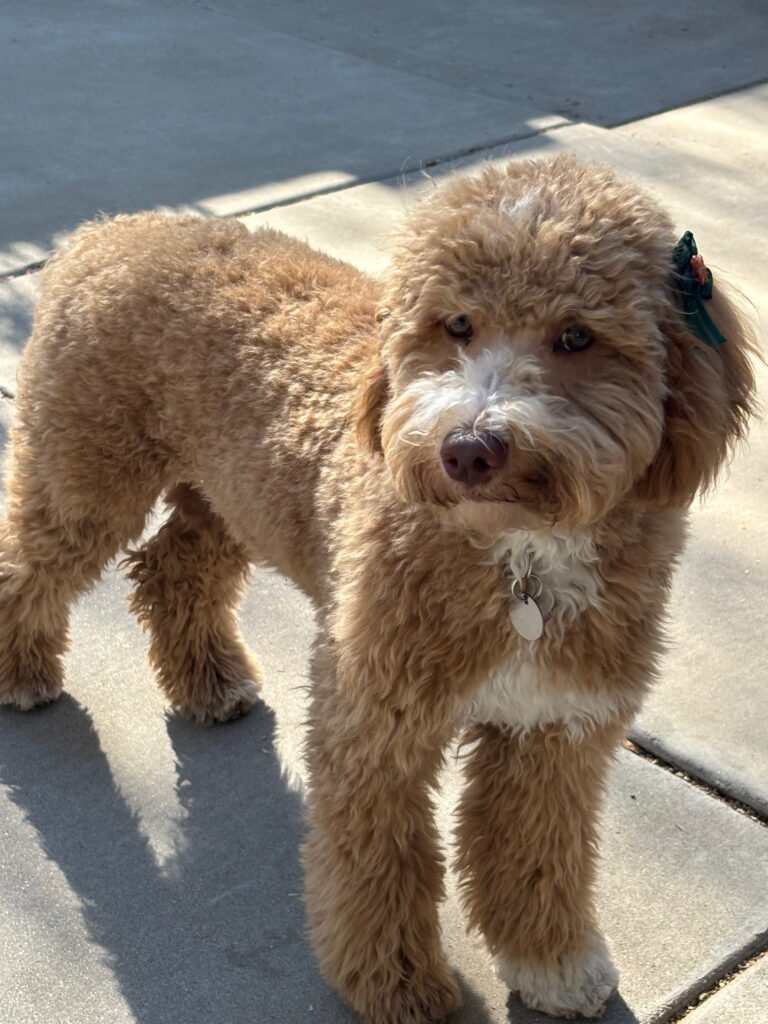 Multi generational Goldendoodle with wavy non-shedding coat