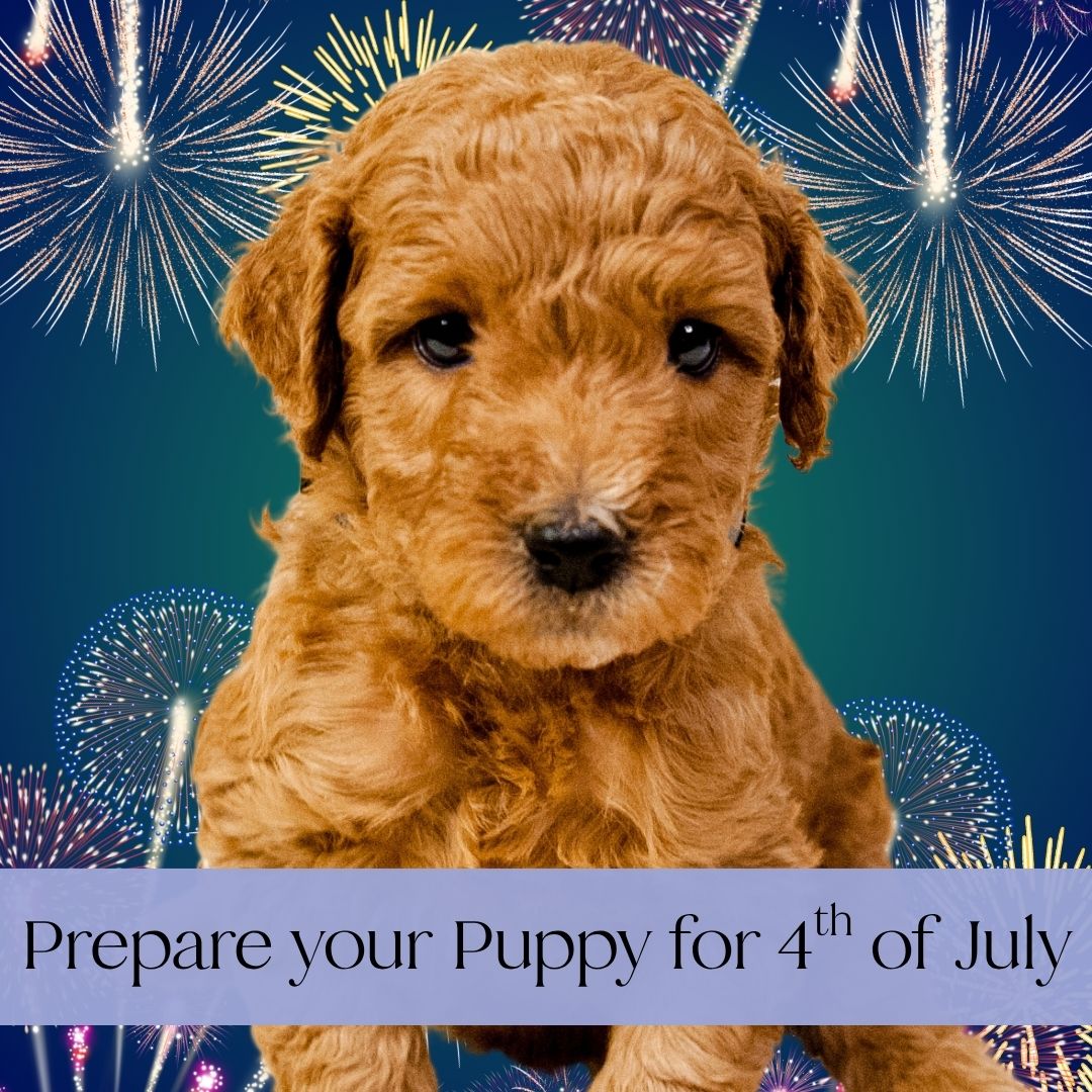 Prepare your puppy for fourth of July.