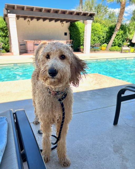 Goldendoodle that loves to swim