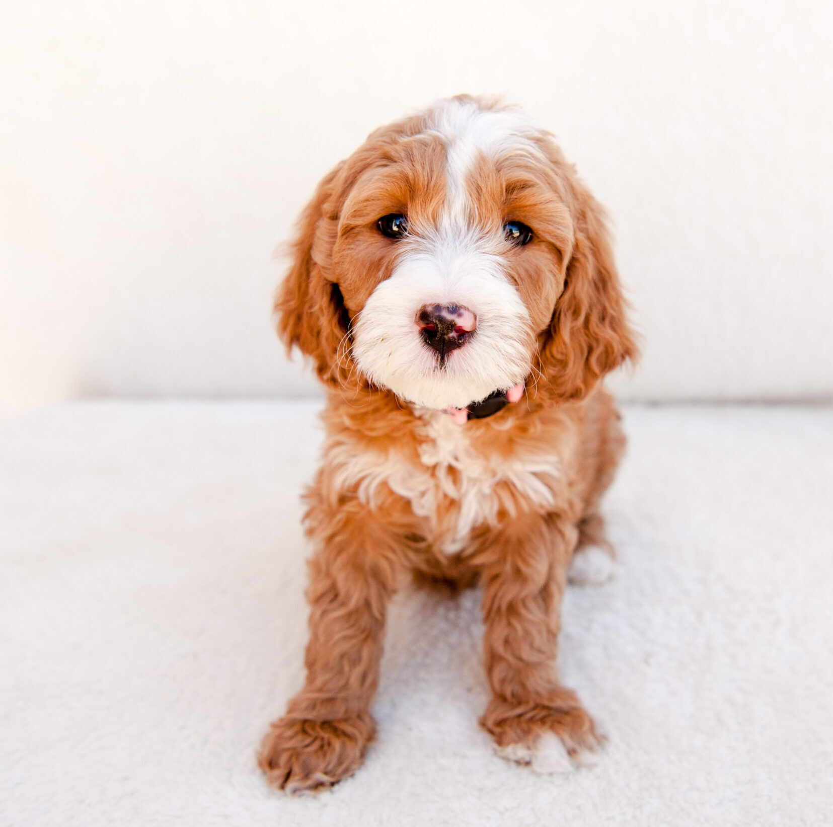 Mini Goldendoodle Puppy