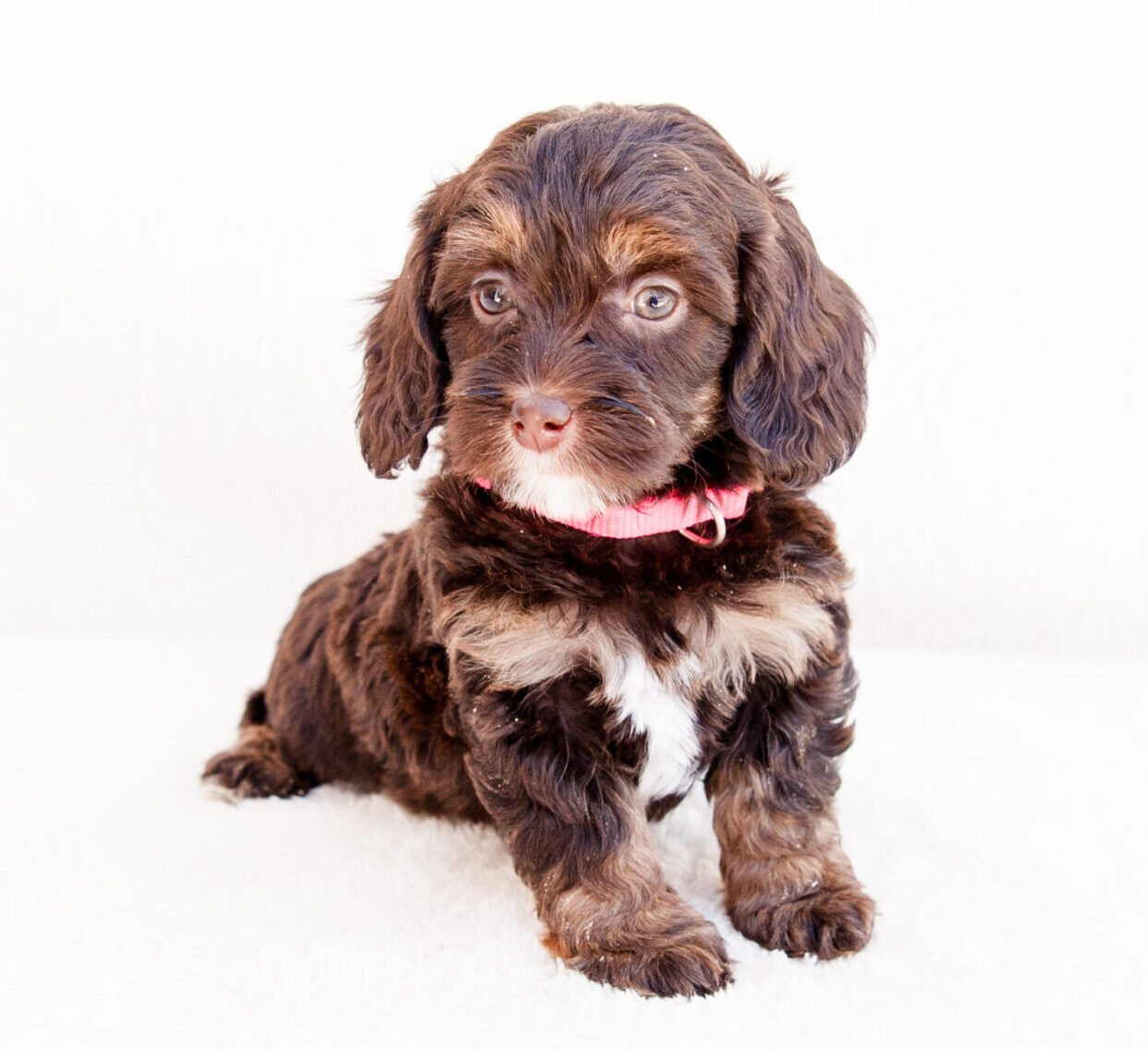 Mini Bernedoodle Puppy