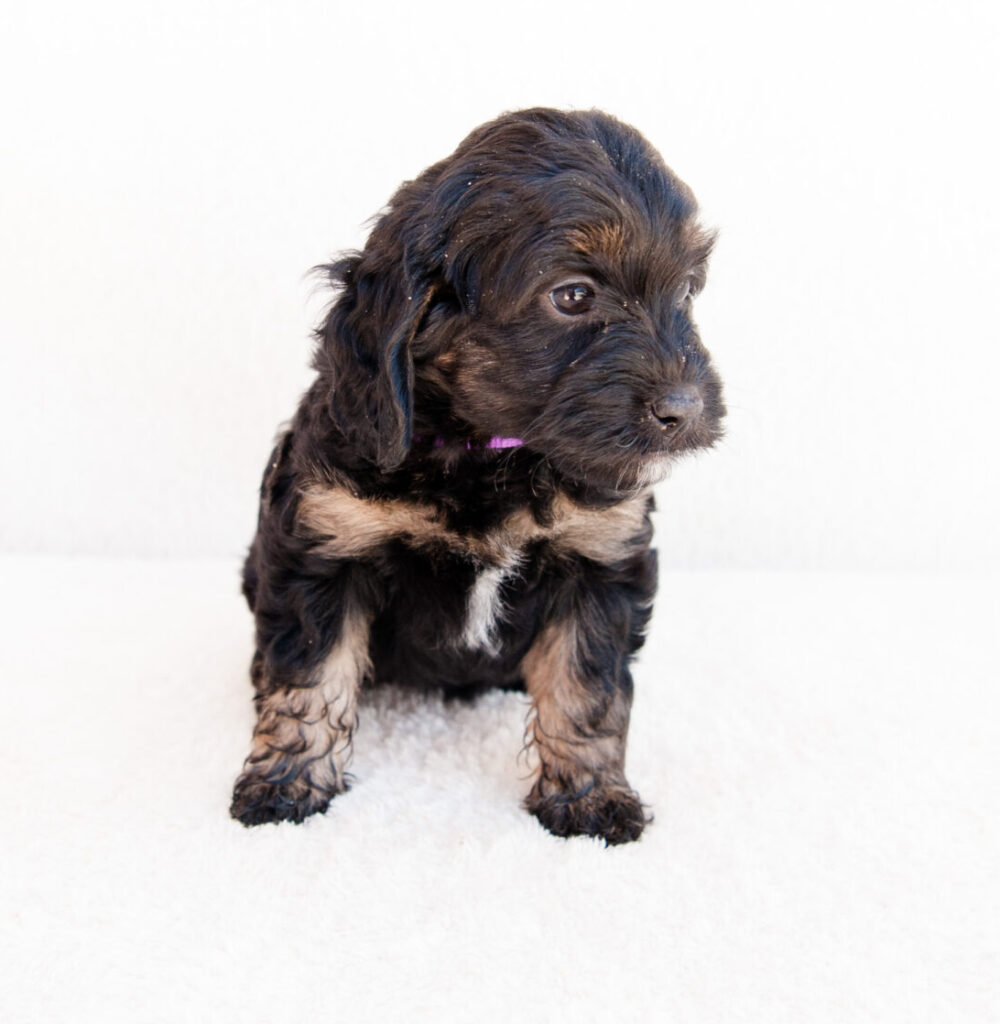 Black and Tan mini Bernedoodle Puppy