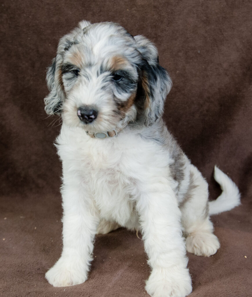 Mini Sheepadoodle puppy sitting on a soft rug looking playful