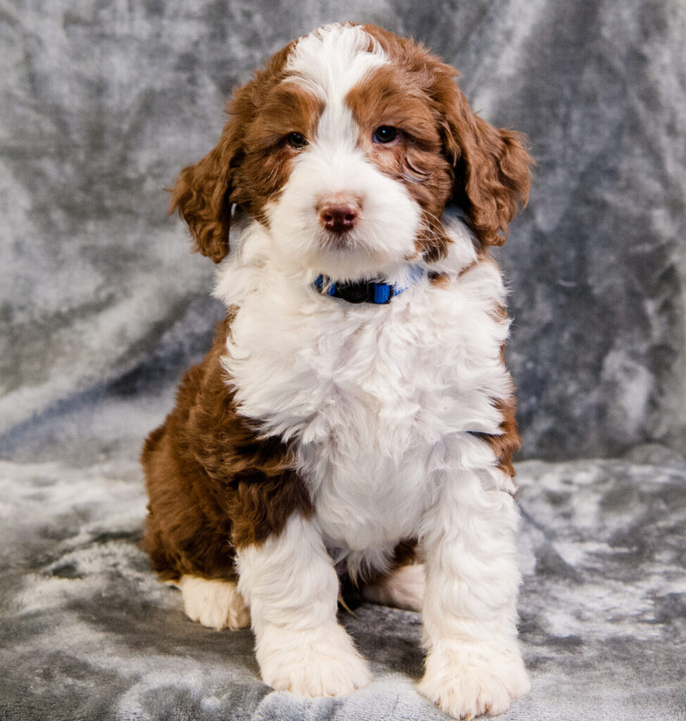 Brushed Mini Sheepadoodle coat after professional grooming