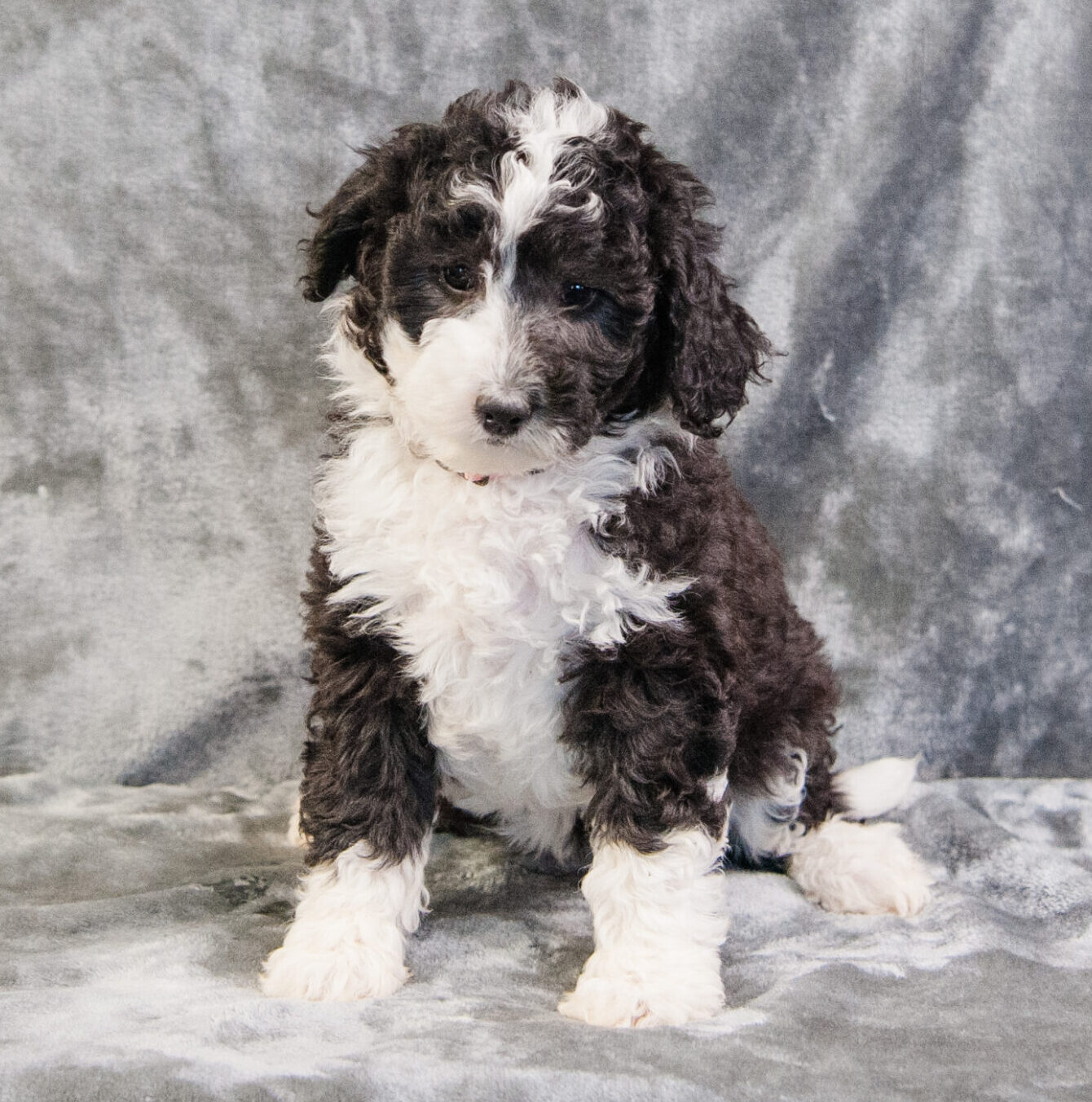 Mini Sheepadoodle puppy with a gentle, calm expression