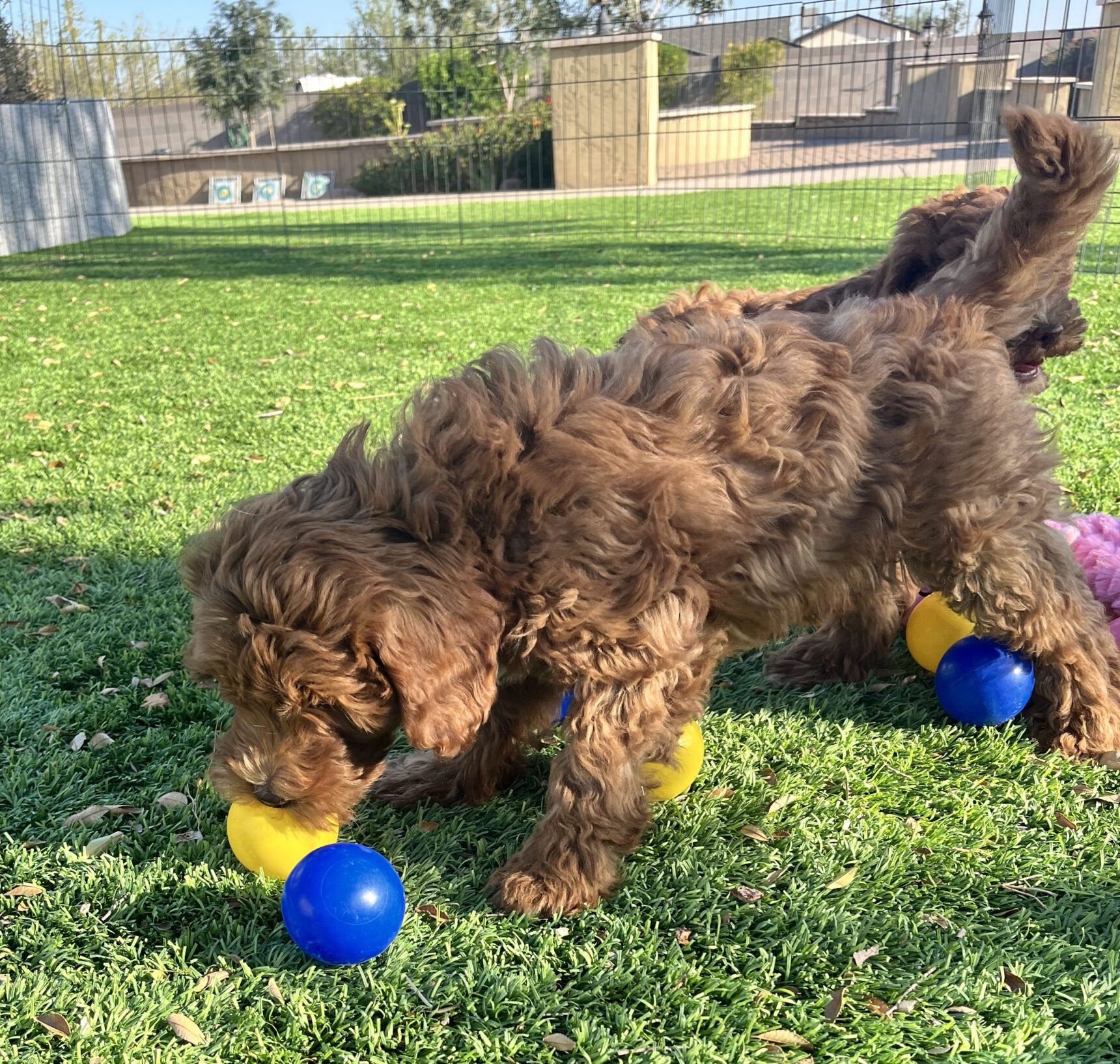 Puppy Potty Training
