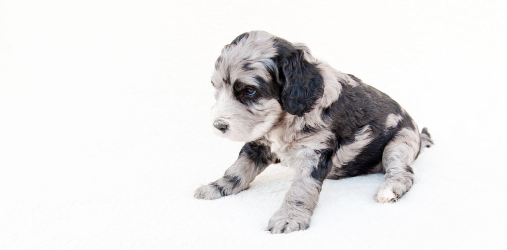 Merle Sheepadoodle Puppy