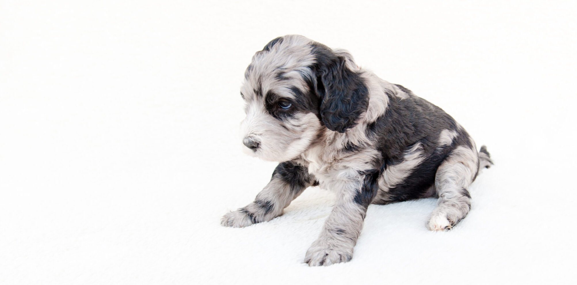 Merle Sheepadoodle Puppy