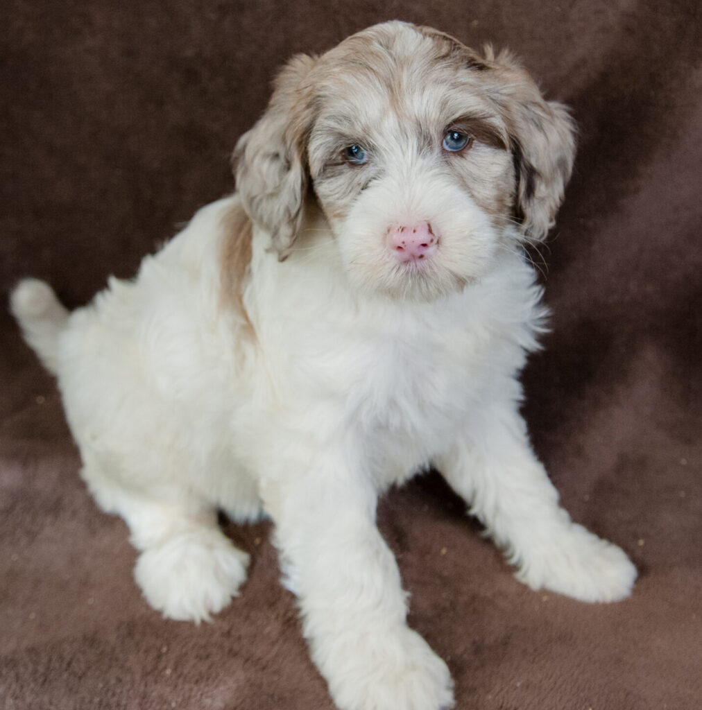 Mini Sheepadoodle Puppy