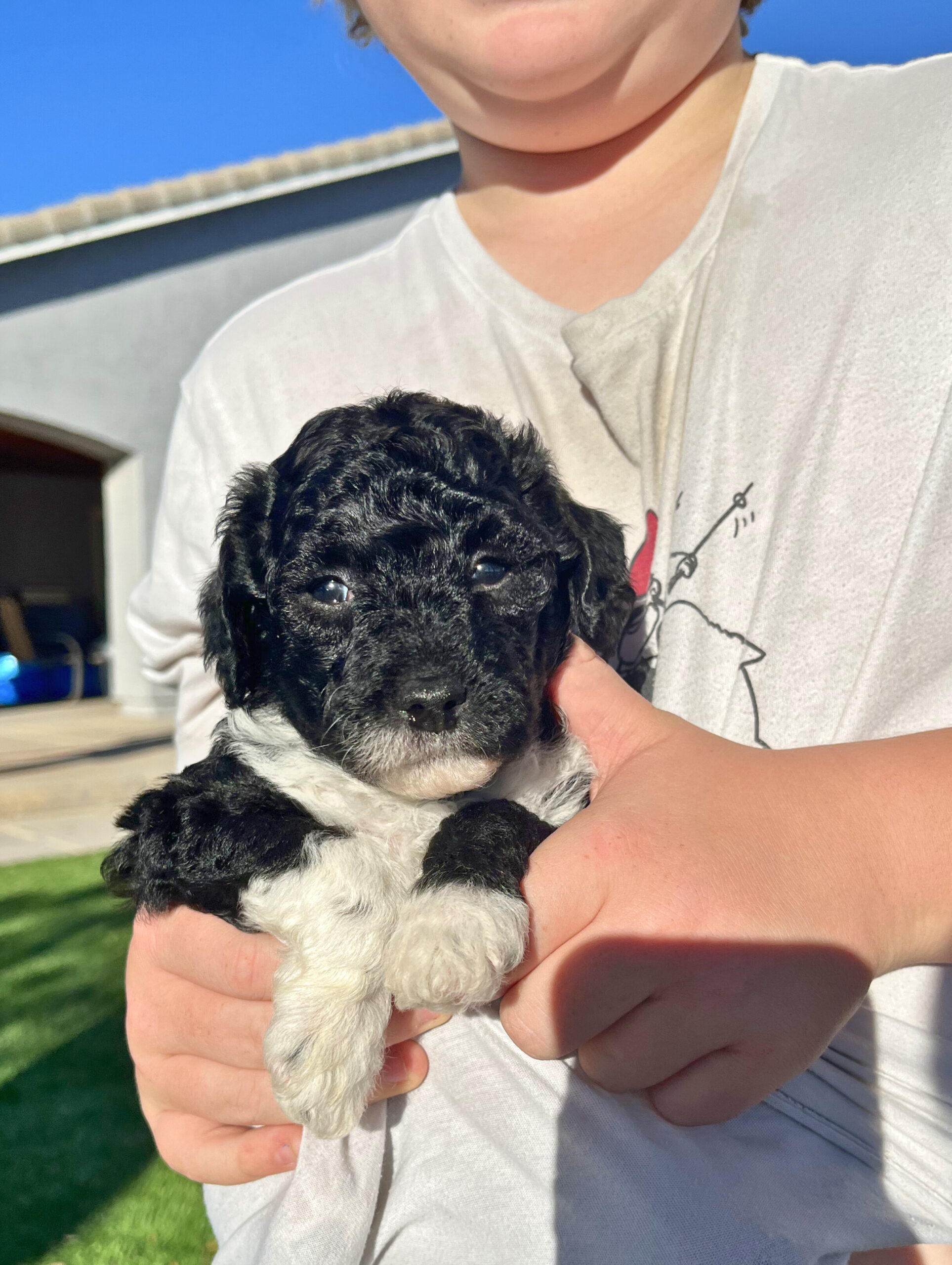 family playing with new puppy at home
