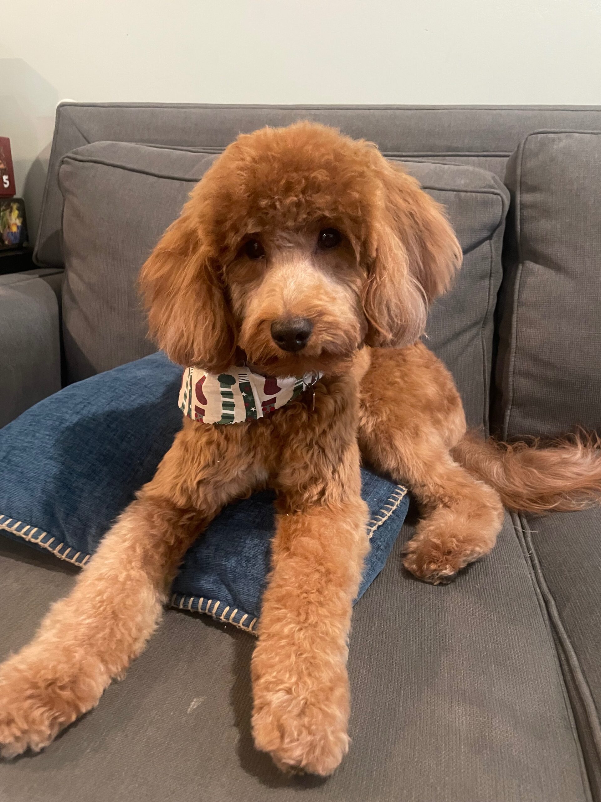 goldendoodle puppies raised in home environment