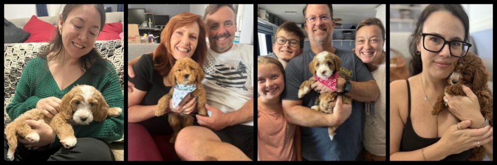 goldendoodle puppies raised in home environment