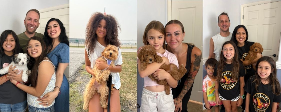 Puppy Finding a new home